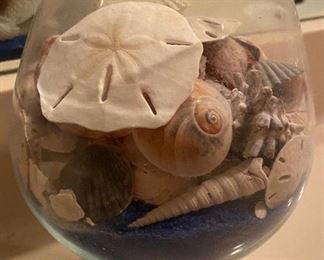 Assorted Sea Shells Decor in Brandi Sniffer 