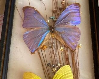 Framed Butterflies