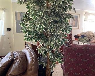 Very tall ficus tree