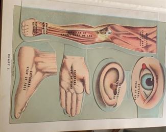 Antique Health & Longevity Book