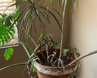 Large Vintage Drum, Fabulous Live Plant