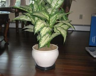 Silk Tree in a porcelin pot