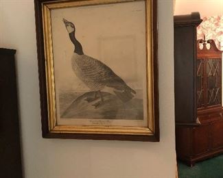 Hutchins’s Barnacle Goose