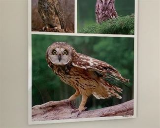 Owl picture 