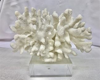 $40 Coral display #1