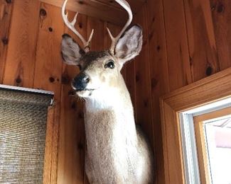 10 plus deer mounts