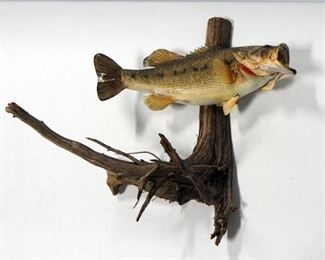 Large Mouth Bass Taxidermy Wall Mount, Approx 18" Fish