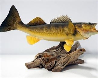 Walleye Taxidermy Table Top Display, Approx 22" Fish