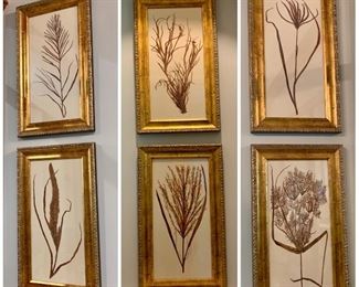 set of 6 framed botanicals