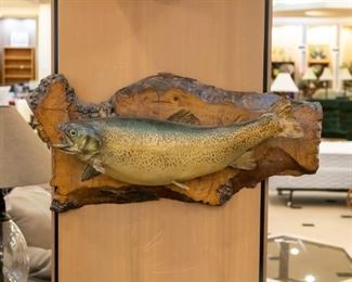 Fish mount from California