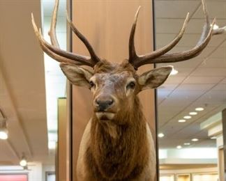 Large Elk Mount!