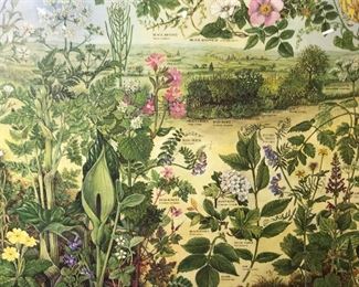 Botanical Offset Lithograph ‘Hedgerows’