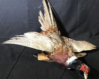 Naturalized Taxidermy Ringneck Rooster Pheasant