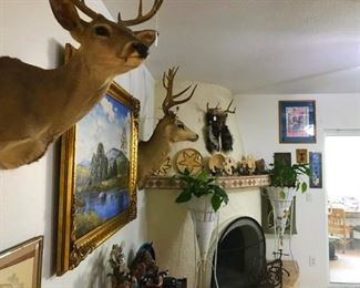 Taxidermy deer
Deer mount