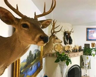 Taxidermy deer
Deer mount
Tohono O'odam baskets