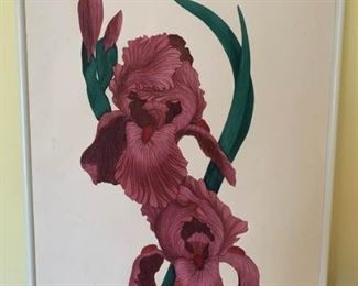 Bearded Iris Print on Paper