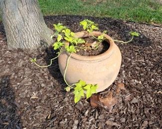 Large terra cotta planter