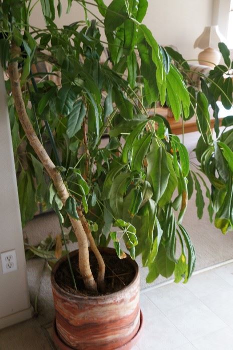Large potted plant