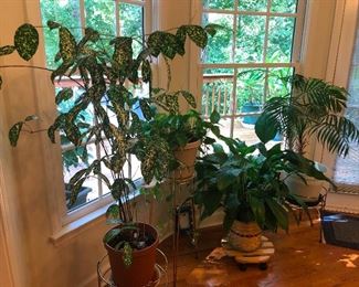 it's taking over the world