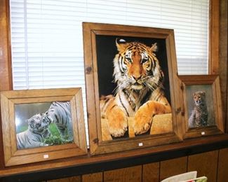 Framed big cat photos