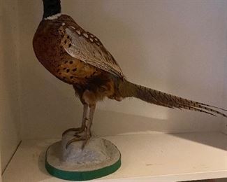 Taxidermy.