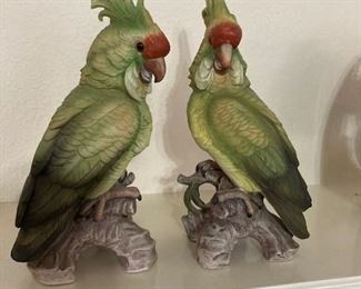 Andrea parrots