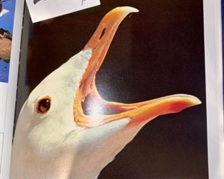 Lot 2244: $50.00 . 13 volume set of Torstar Books: "All the Worlds Animals" Beautiful Photographs, like the one above.