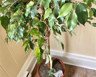 Lot 2359. $110.00. Faux ficus in nice heavy clay pot. 76" tall, 3' wide