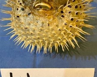 Lot 2450. $12.00. Vintage blowfish pufferfish taxidermy w/hanger. Looks frightening. Put it outside your fish tank to keep the fish behaving!