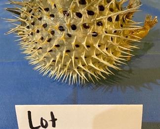 Lot 2450. $12.00. Vintage blowfish pufferfish taxidermy w/hanger. Looks frightening. Put it outside your fish tank to keep the fish behaving!