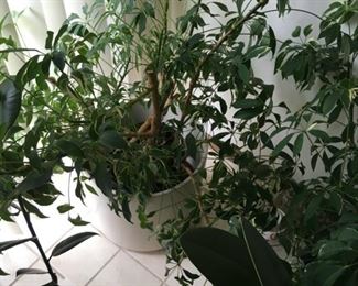 Various plants in pots, $30 and up
