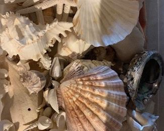 Shells