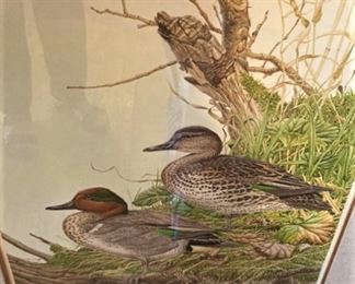 "Green-Winged Teal"