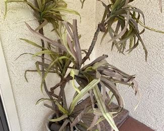 Outdoor potted plant white colored pot N/A