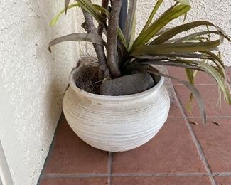 Outdoor potted plant white colored pot N/A