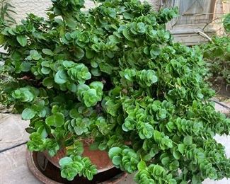 Terra-cotta plant pot with plant 16in x 16in x 20 HxWxD