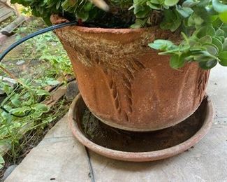 Terra-cotta plant pot with plant 16in x 16in x 20 HxWxD