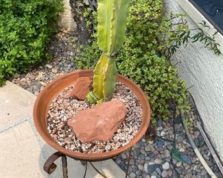 Clay pot with iron stand & organ pipe cactus 44in tall x 16in wide