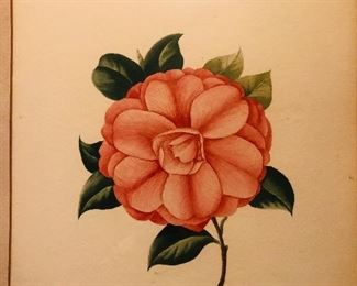 Camellia by Eloise Sheffield 