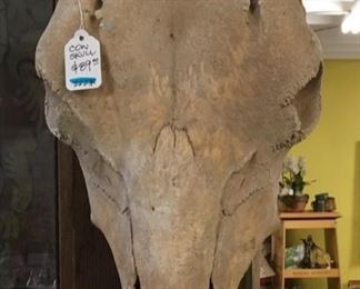 Large cow skull