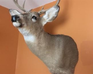 . . . one of two nice whitetail mounts