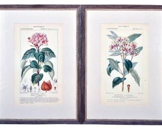 Pair Antique Botanical Prints