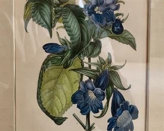 All Botanicals are 19th c Curtis Botanicals, framed, 13" x 15.75":  $85 each  This one is 192a                 