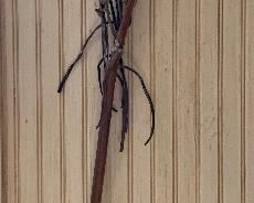 Item 242:  Vintage lacrosse stick - 45.5":  $75.00