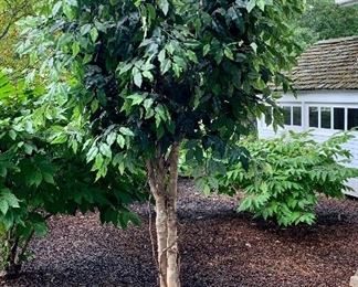 Item 426:  Giant, heavy faux tree in wicker basket - 95": $175