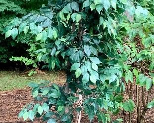 Item 427:  Faux tree in metal planter - 77": $125