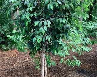 Item 428:  Faux tree in white wicker basket - 84.5": $125