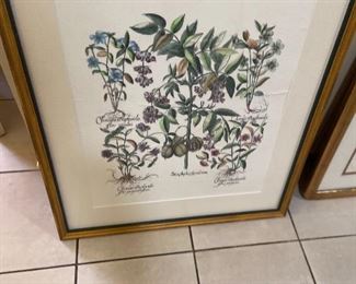 Botanical framed and lovely $120 or best offer