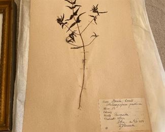 Herbiere for sale - more available for Saturday in-person sale