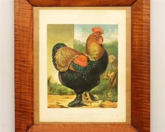Late 19th century rooster lithograph